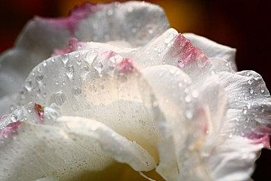 《星际公民》高管离职 曾承诺2026年发布《42中队》